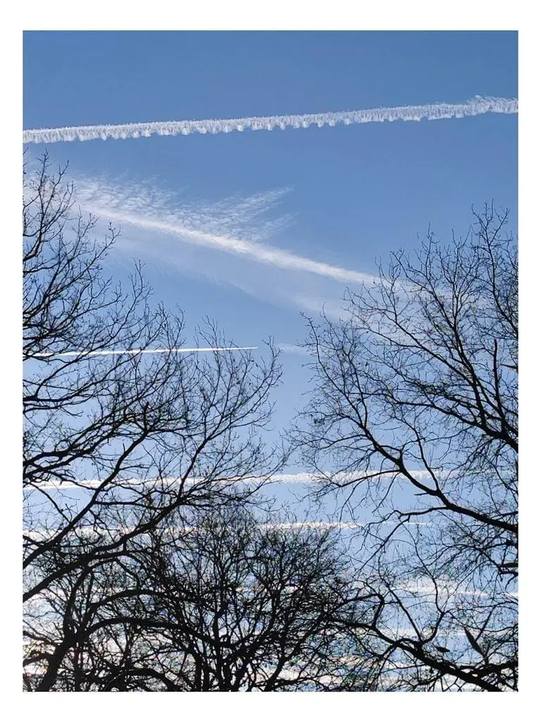 photo d'arbres dénudés sur fond bleu ciel traversé par des chemtrails