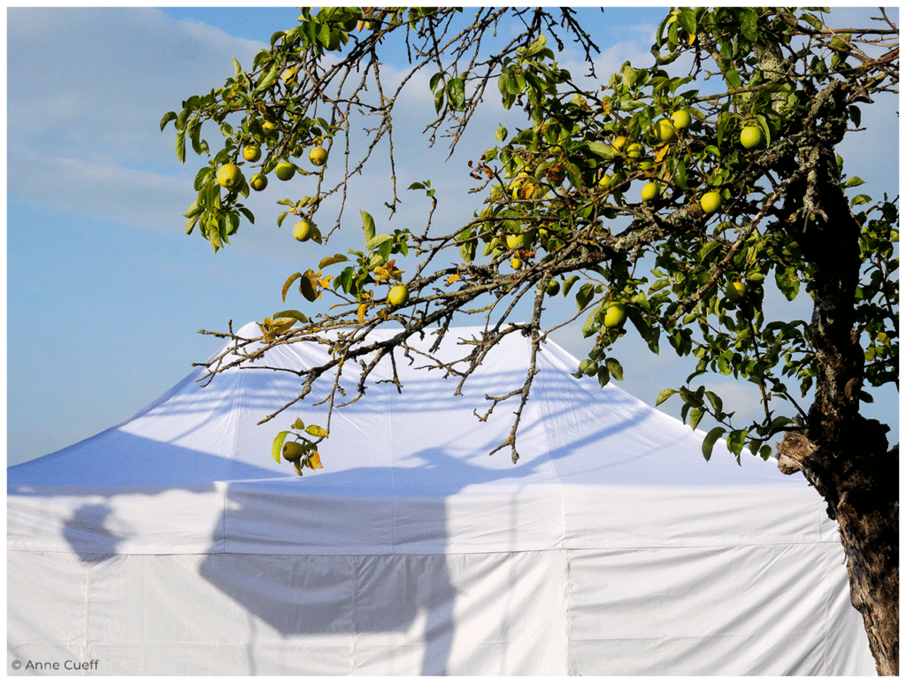 Pommier solitaire au bord d’un champ, capté pendant un festival de musique, branches nues sous ciel voilé.