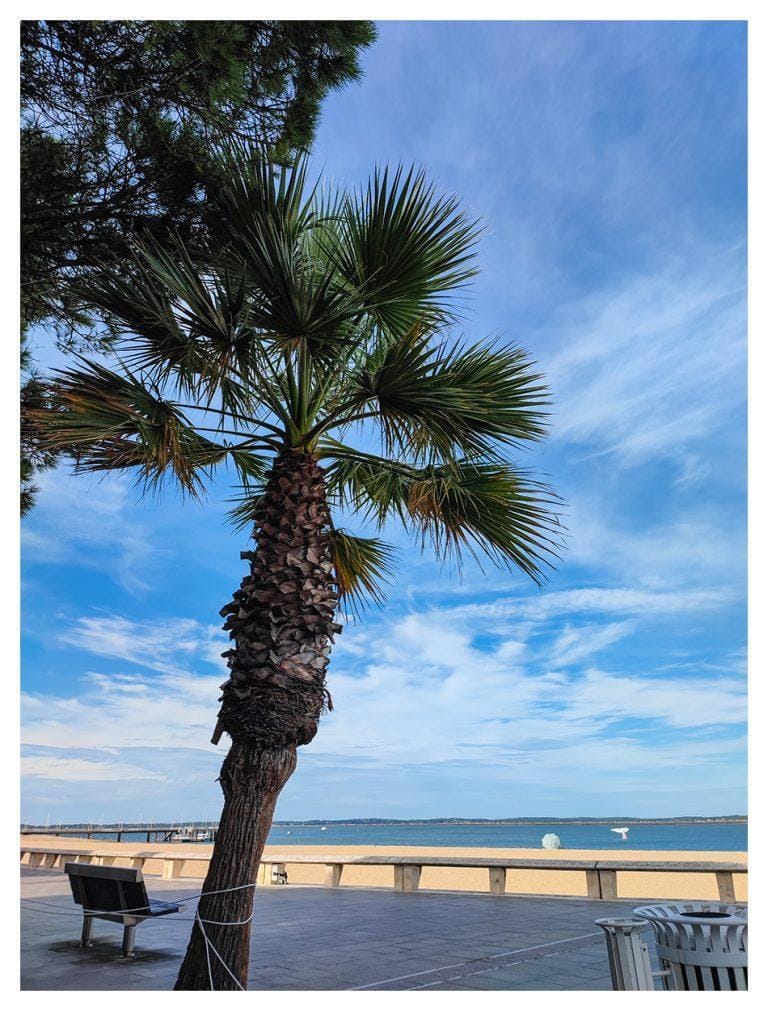 Le palmier prisonnier à Arcachon